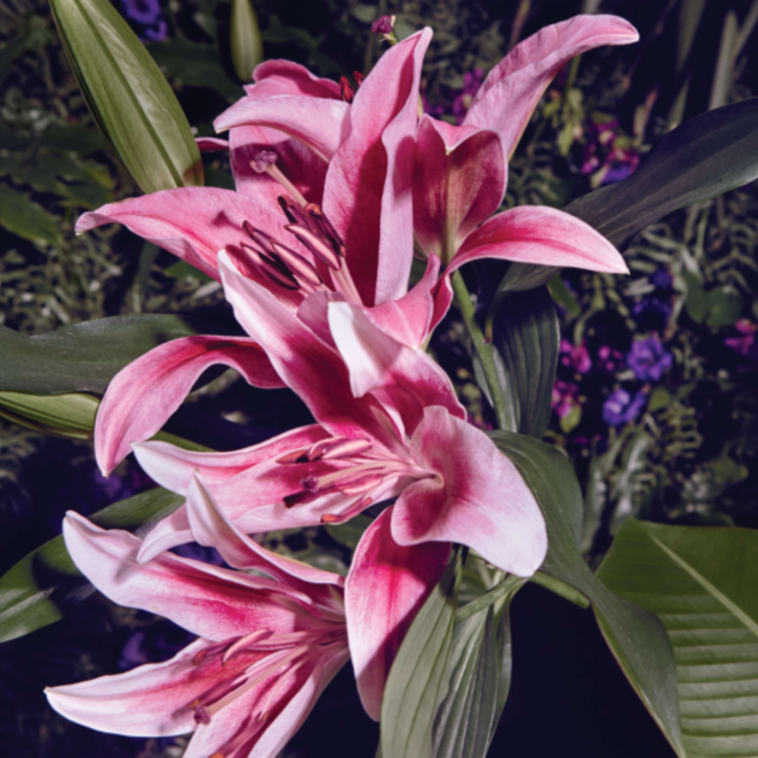 Avon Soft Musk Eau de Toilette