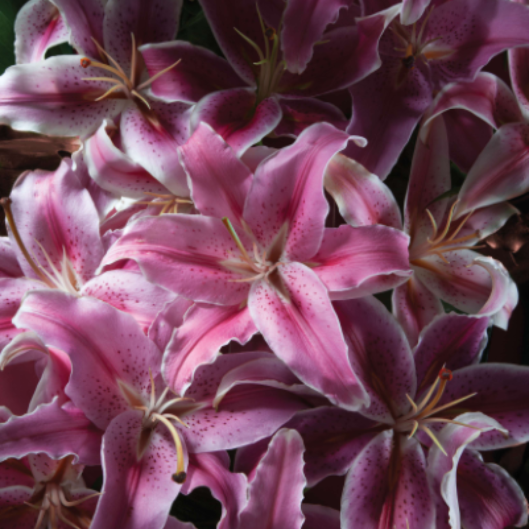 Avon Soft Musk Eau de Toilette