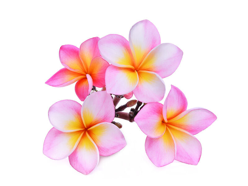 Avon Senses Aloha Monoi Bubble Bath - 1 Litre