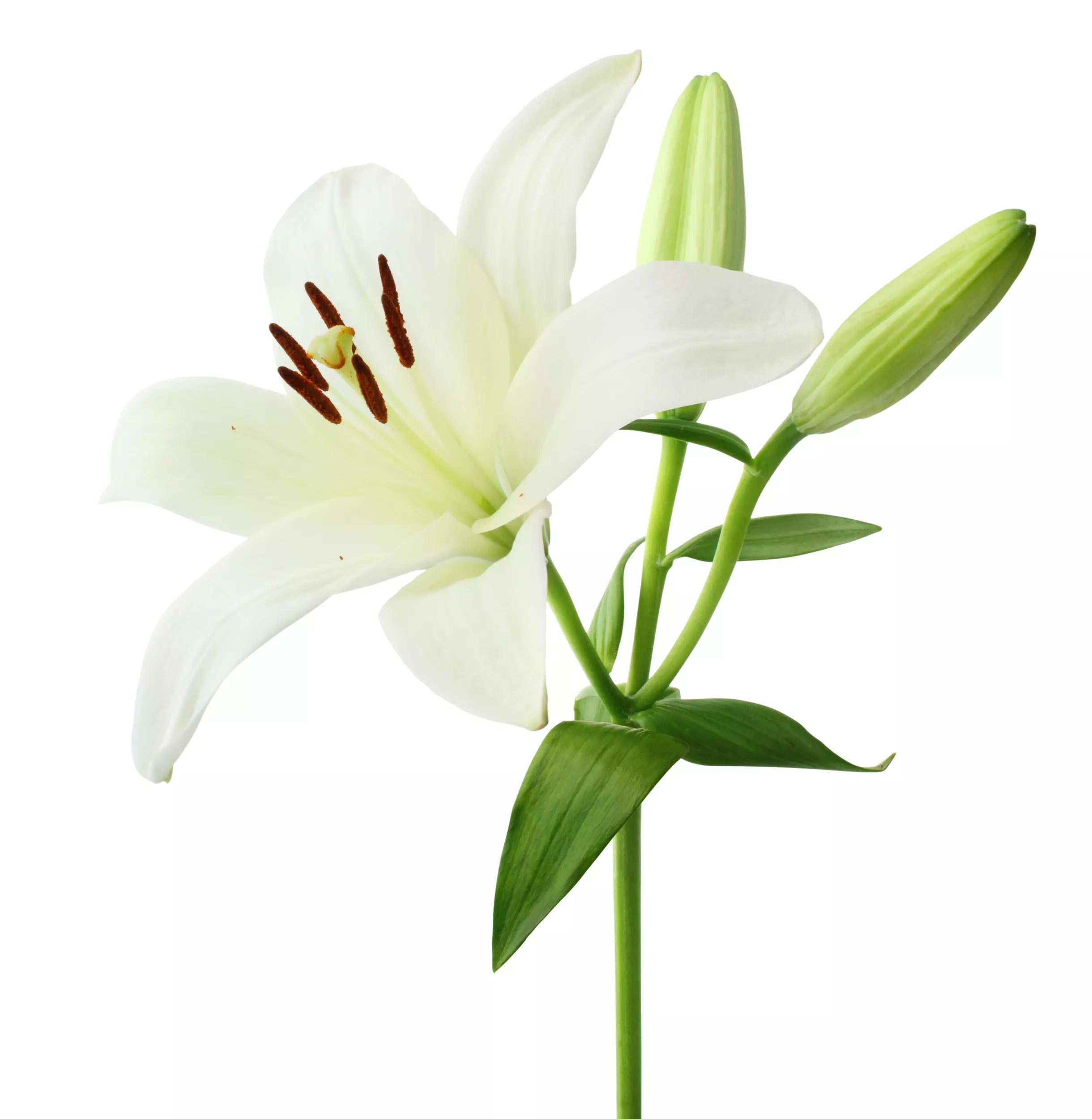 Avon Senses White Lily Bubble Bath - 1 Litre